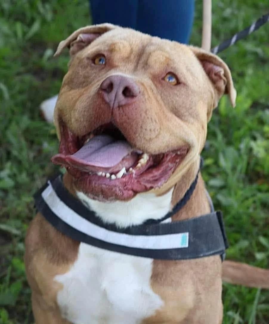Loco, male 3yo Mixed Breed for adoption at S.P.A Vauclusienne, Piégon