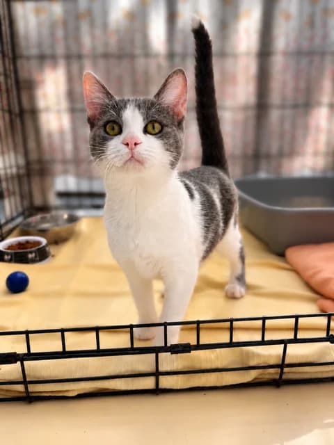 Lydia, female puppy European Shorthair for adoption at S.P.A Vauclusienne, Piégon