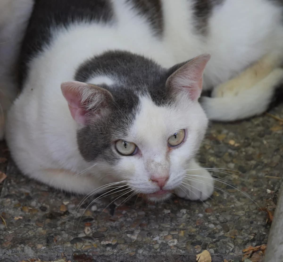 Malo, male senior European Shorthair for adoption at S.P.A Vauclusienne, Piégon
