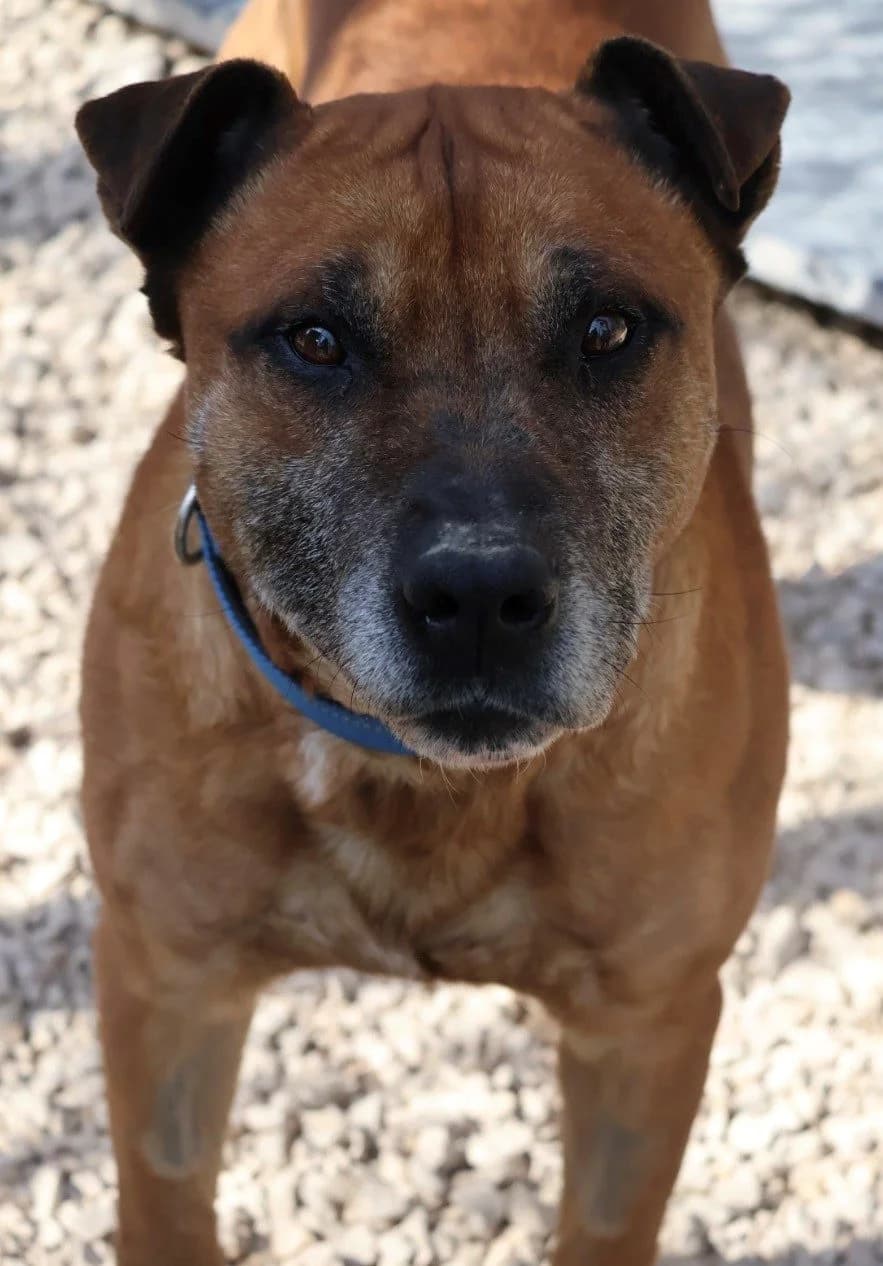 Max, male senior Mixed Breed for adoption at S.P.A Vauclusienne, Piégon
