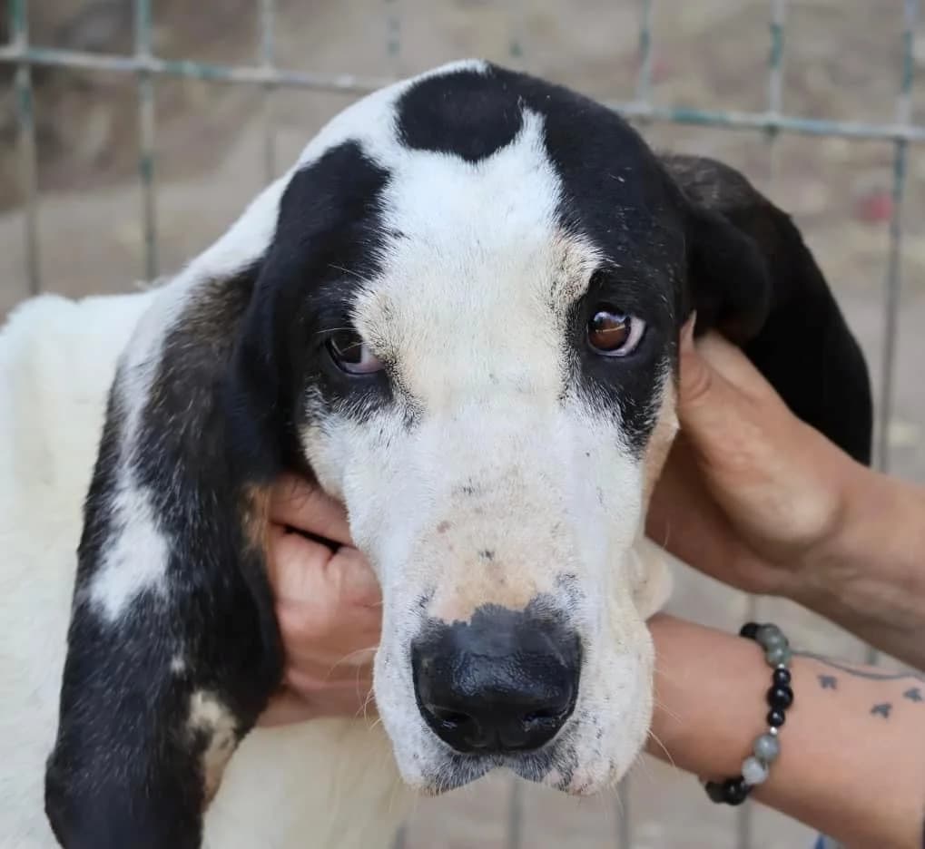 Merlin, male senior Mixed Breed for adoption at S.P.A Vauclusienne, Piégon