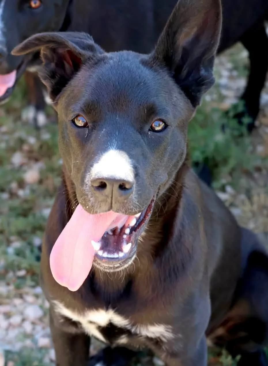Mira, female puppy mixed breed for adoption at S.P.A Vauclusienne, Piégon