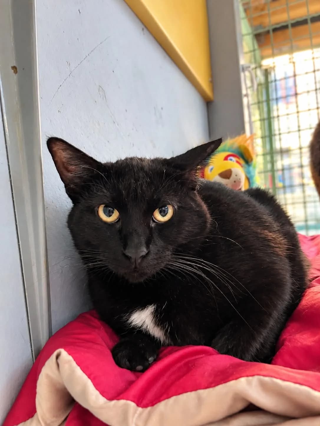 Myrette, female young European Shorthair for adoption at S.P.A Vauclusienne, Piégon
