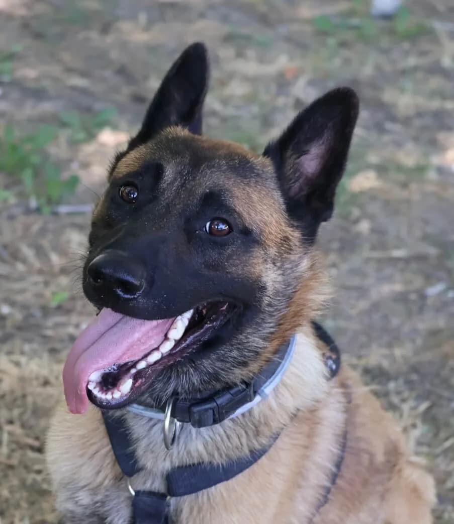 Némo, male young Belgian Malinois for adoption at S.P.A Vauclusienne, Piégon