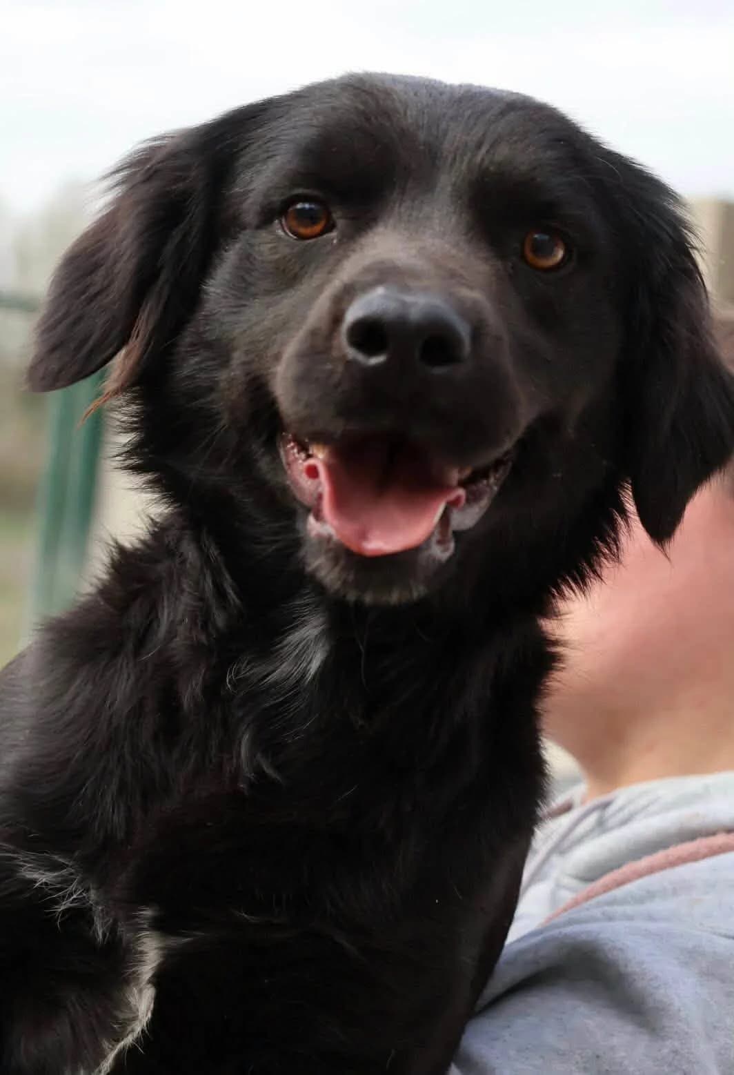Neo, male young Mixed Breed for adoption at S.P.A Vauclusienne, Piégon