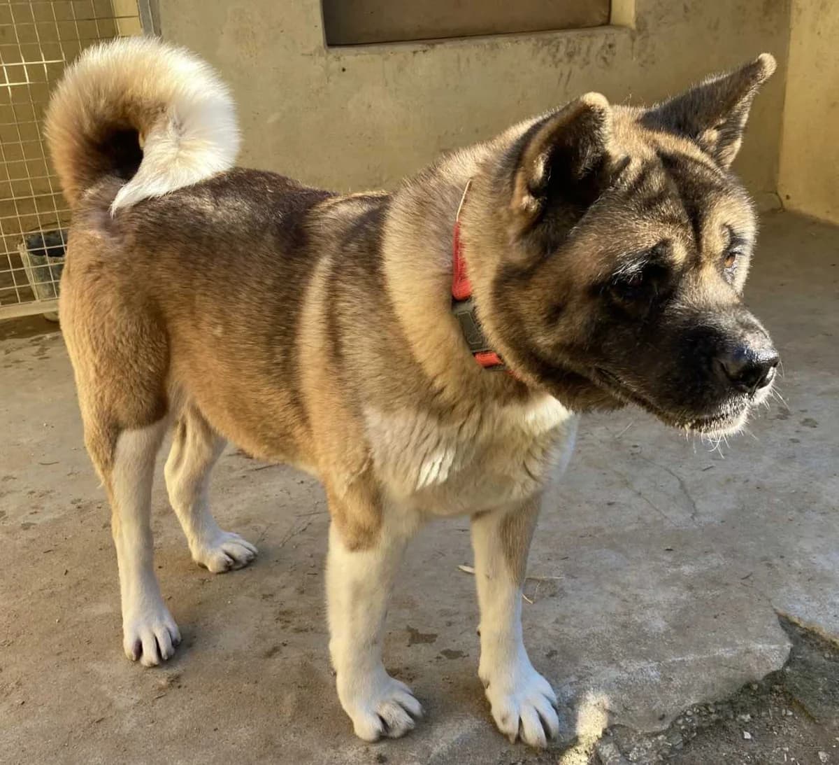 Niagara, female senior Akita for adoption at S.P.A Vauclusienne, Piégon