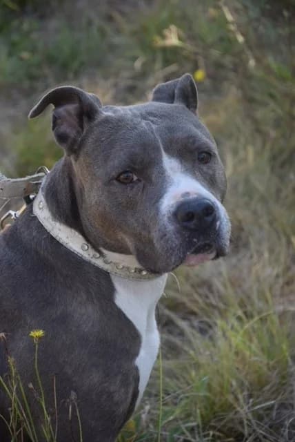Nilla, female senior American Staffordshire Terrier for adoption at S.P.A Vauclusienne, Piégon