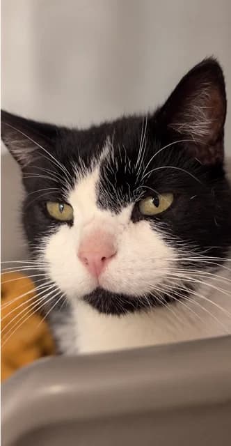 Nono, male senior European Shorthair for adoption at S.P.A Vauclusienne, Piégon