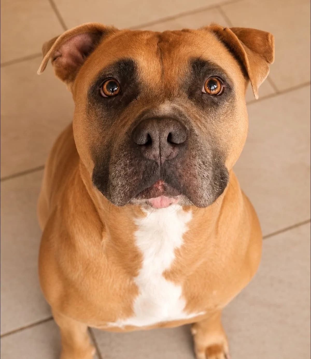 Pablo, male 6yo American Staffordshire Terrier for adoption at S.P.A Vauclusienne, Piégon