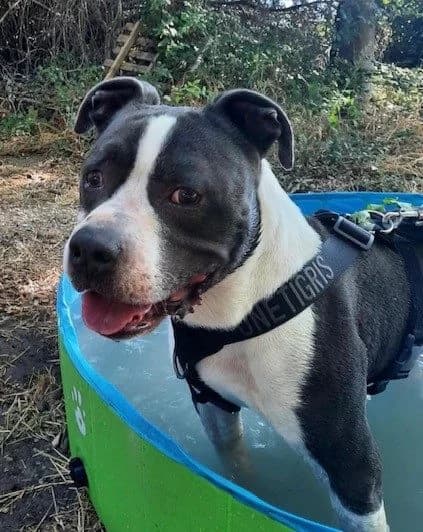 Pacha, male American Staffordshire Terrier for adoption at S.P.A Vauclusienne, Piégon
