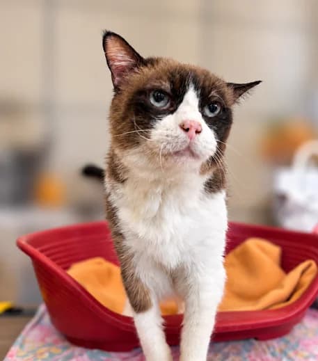 Patton, male senior Mixed Breed for adoption at S.P.A Vauclusienne, Piégon