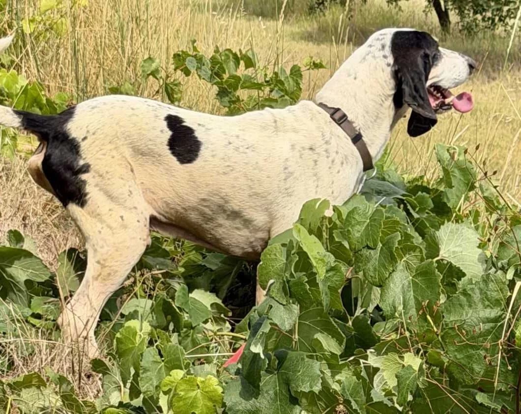Paulo, male senior Mixed Breed for adoption at S.P.A Vauclusienne, Piégon