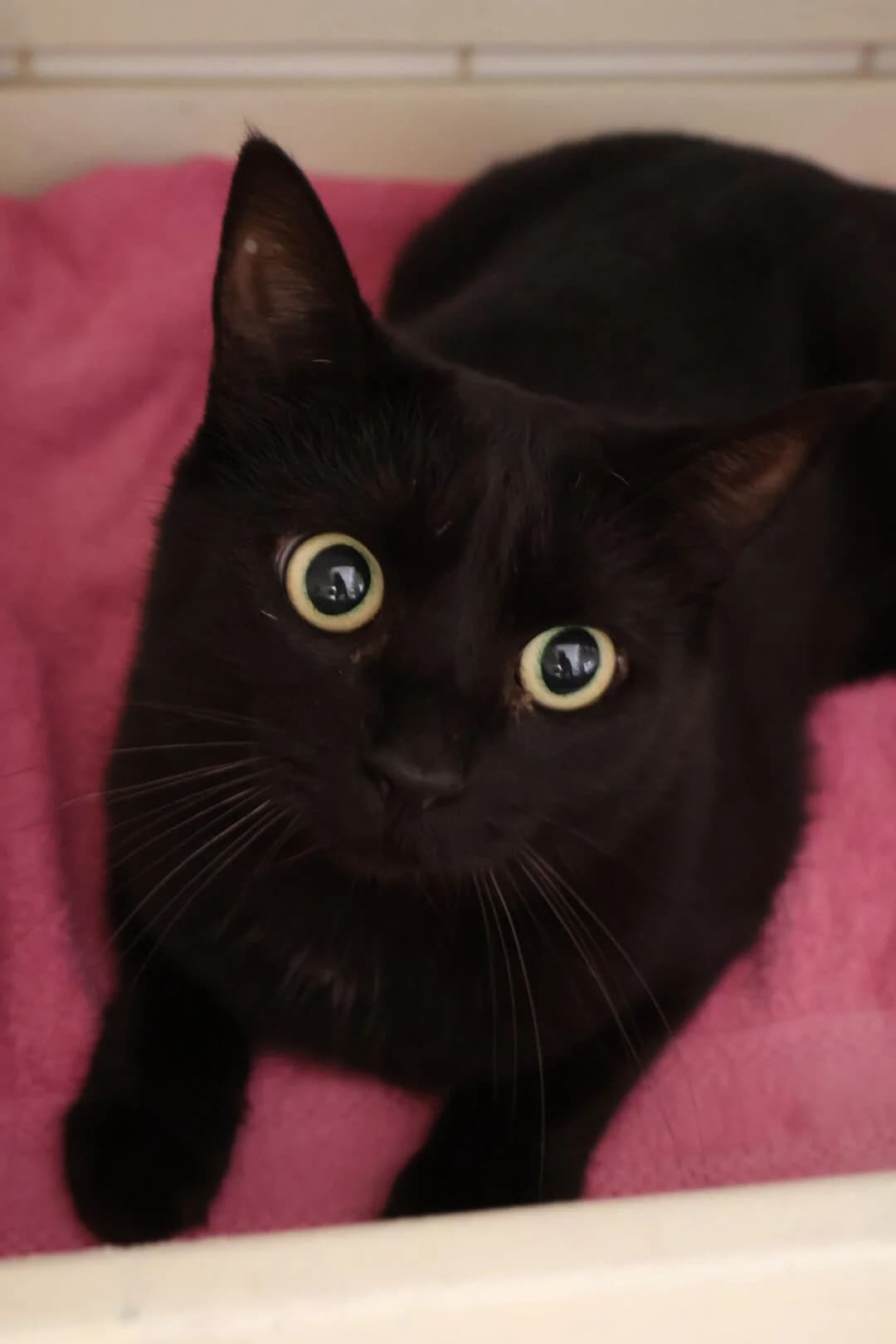 Pops, female 4yo European Shorthair for adoption at S.P.A Vauclusienne, Piégon