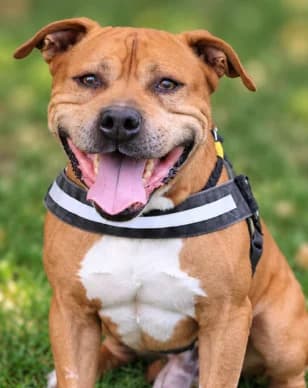 Prince, male senior Mixed Breed for adoption at S.P.A Vauclusienne, Piégon