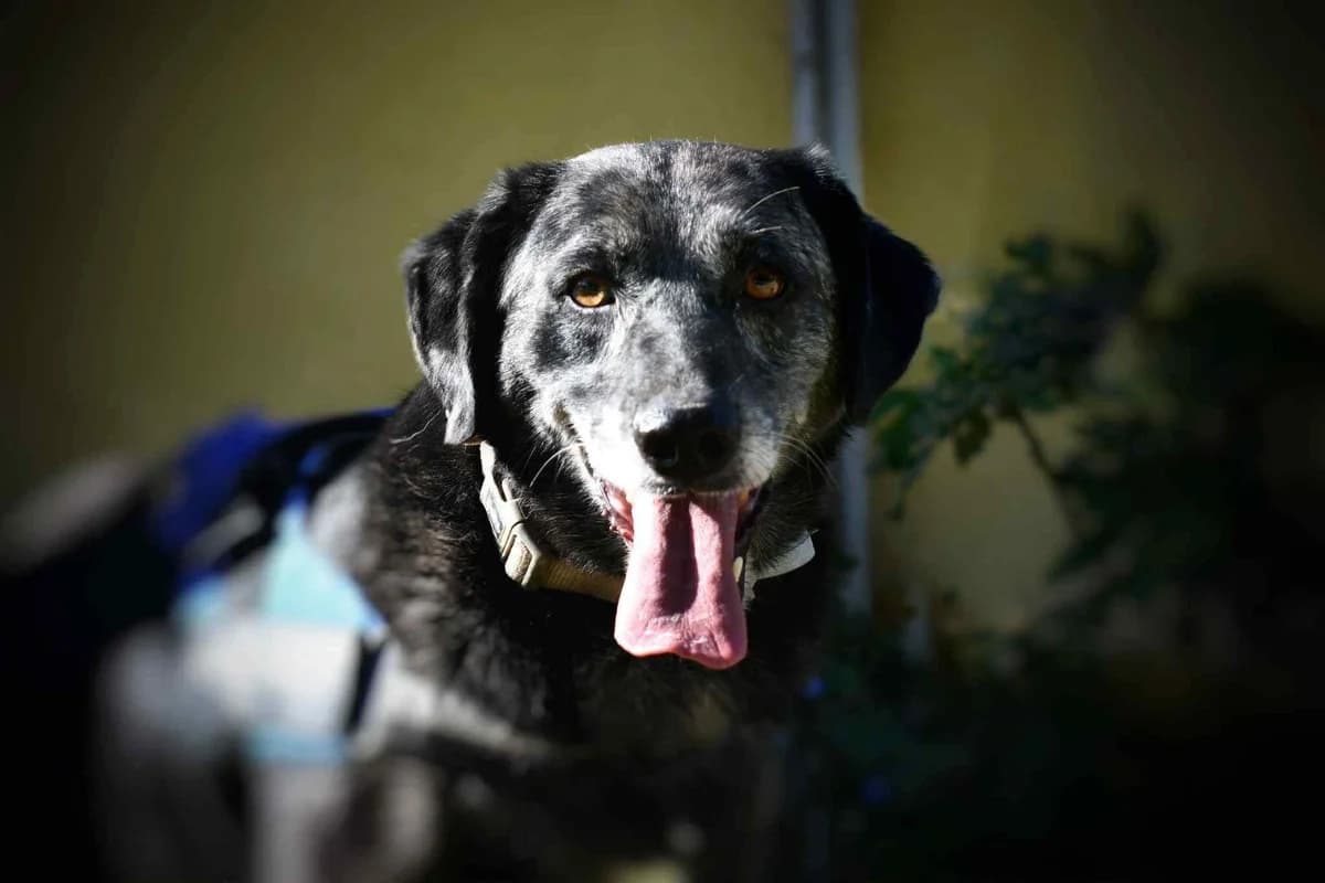 Roc, male Mixed Breed for adoption at S.P.A Vauclusienne, Piégon