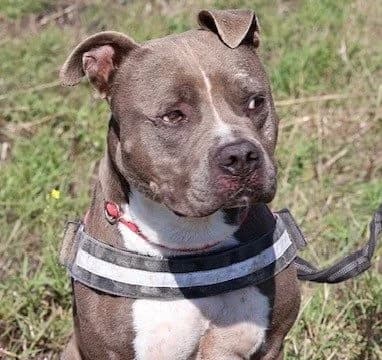 Rocky, male 5yo American Staffordshire Terrier for adoption at S.P.A Vauclusienne, Piégon
