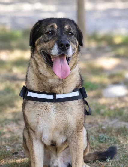 Ronnie, male senior Mixed Breed for adoption at S.P.A Vauclusienne, Piégon