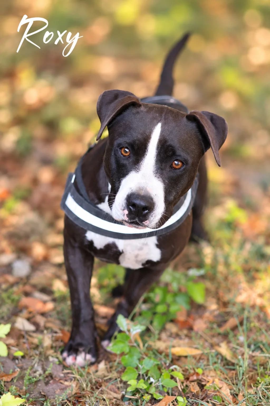Roxy, female 6yo American Staffordshire Terrier for adoption at S.P.A Vauclusienne, Piégon
