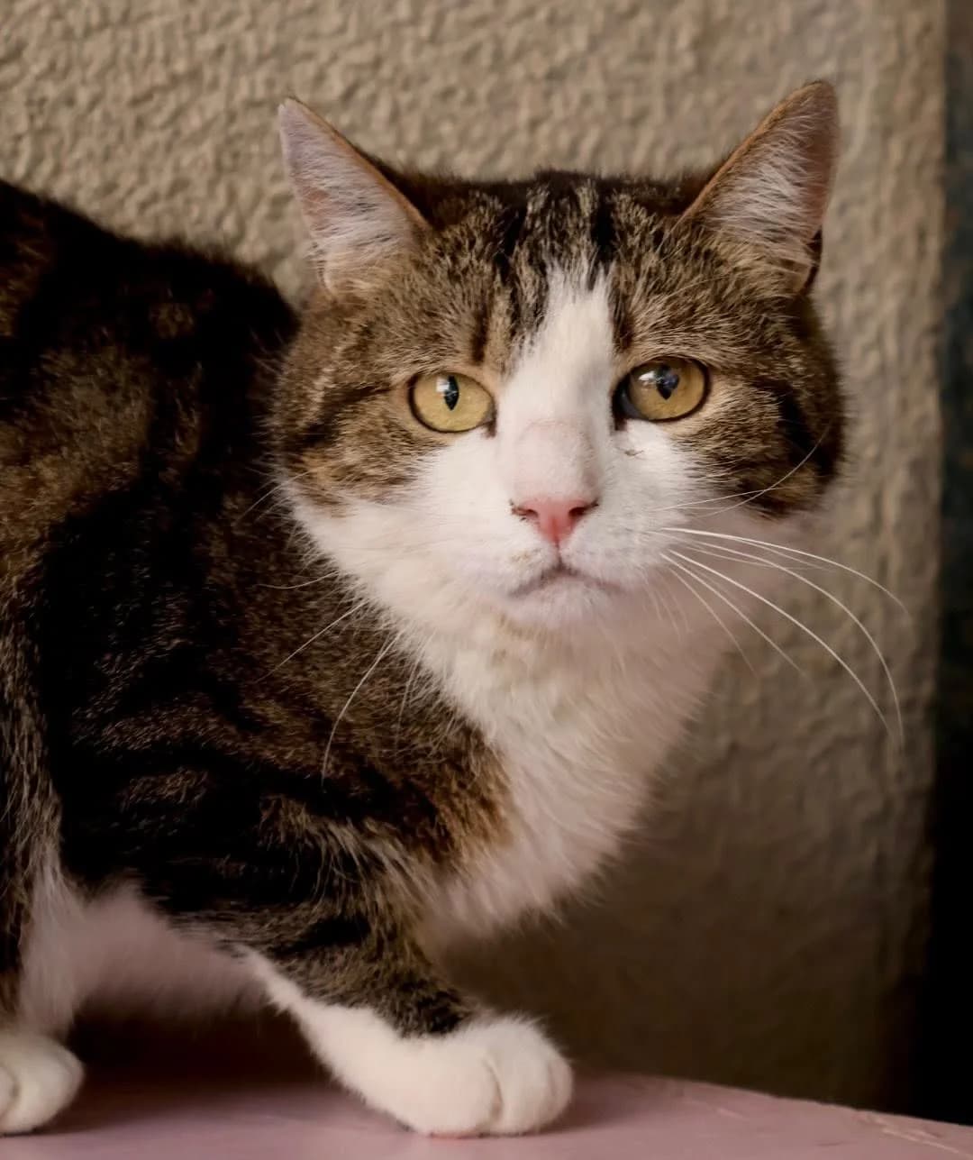 Shiva, female 5yo European Shorthair for adoption at S.P.A Vauclusienne, Piégon