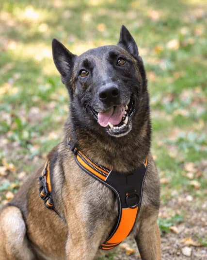 Simba, male young Belgian Malinois for adoption at S.P.A Vauclusienne, Piégon