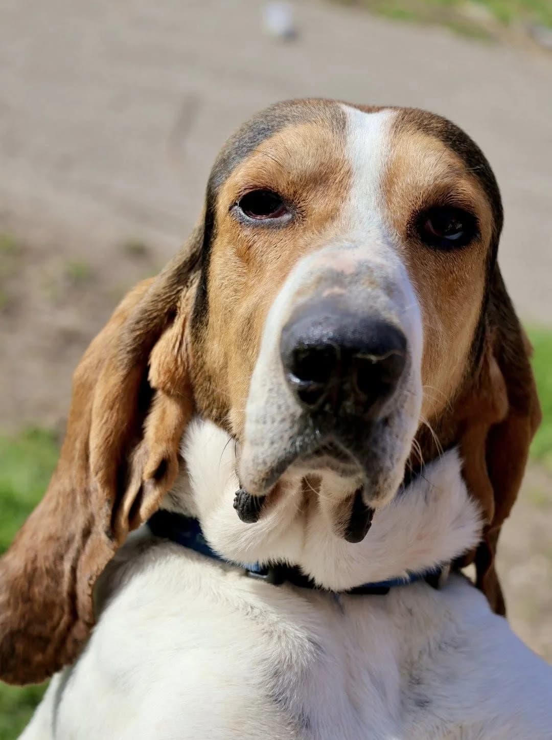 Steeve, male Mixed Breed for adoption at S.P.A Vauclusienne, Piégon