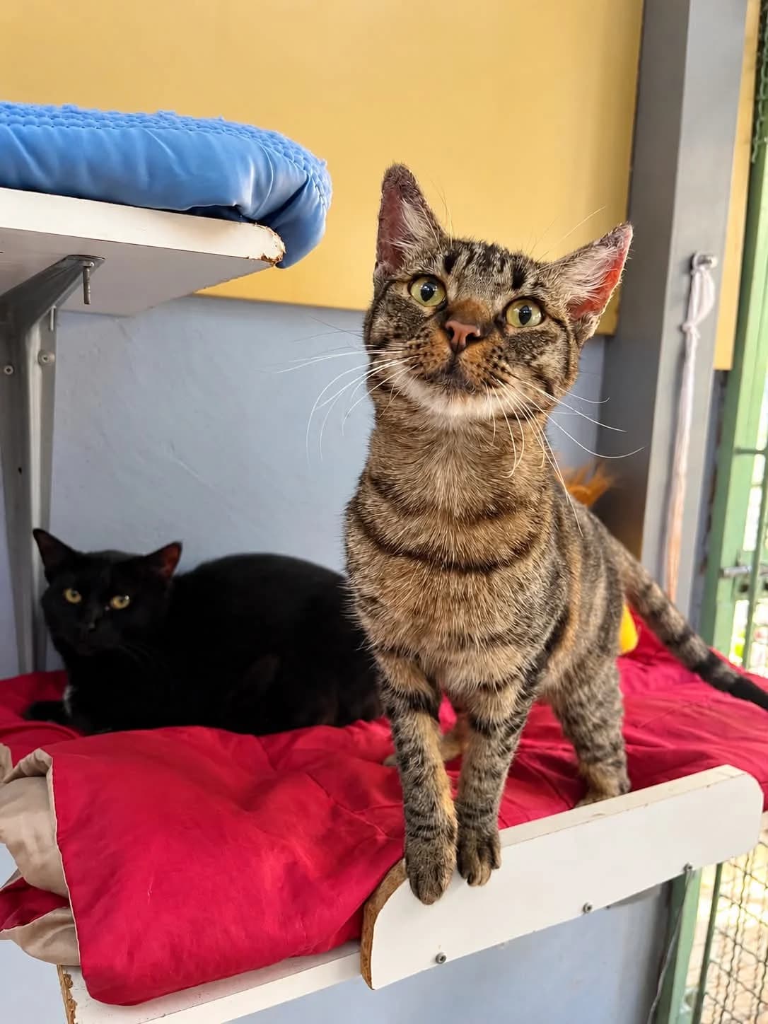 Sun, female young European Shorthair for adoption at S.P.A Vauclusienne, Piégon