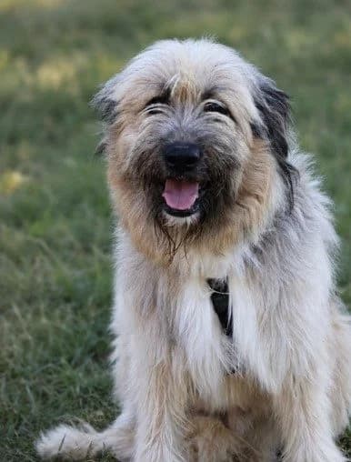 Swiffer, male young Mixed Breed for adoption at S.P.A Vauclusienne, Piégon