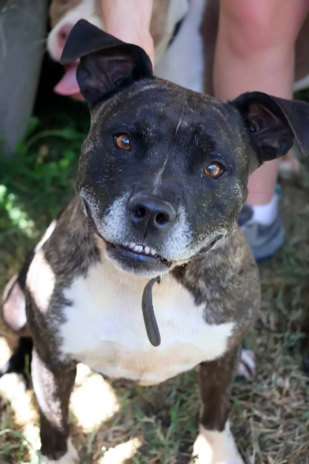 Syera, female 5yo Staffordshire Bull Terrier for adoption at S.P.A Vauclusienne, Piégon