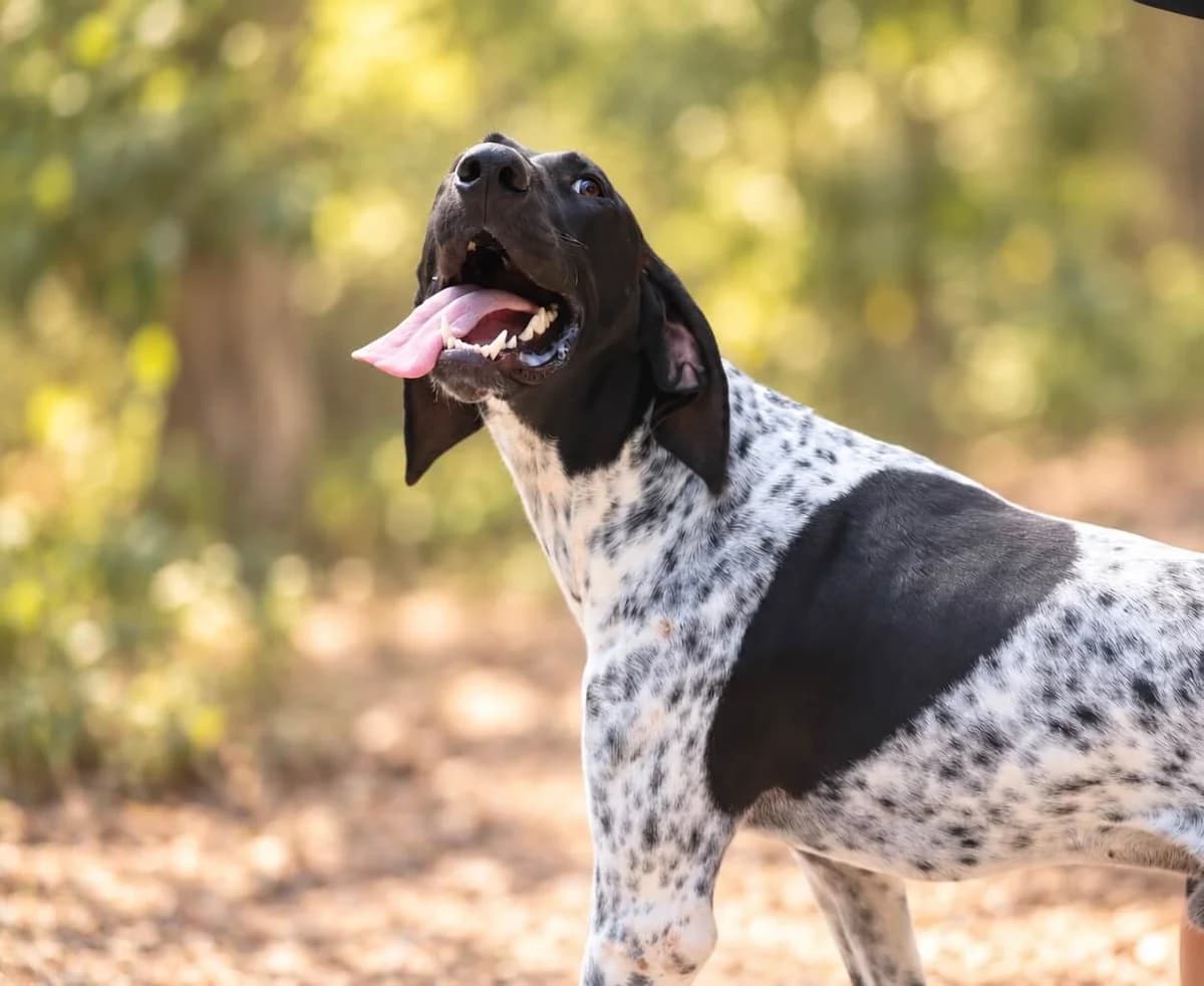 Tango, male young Pointer for adoption at S.P.A Vauclusienne, Piégon