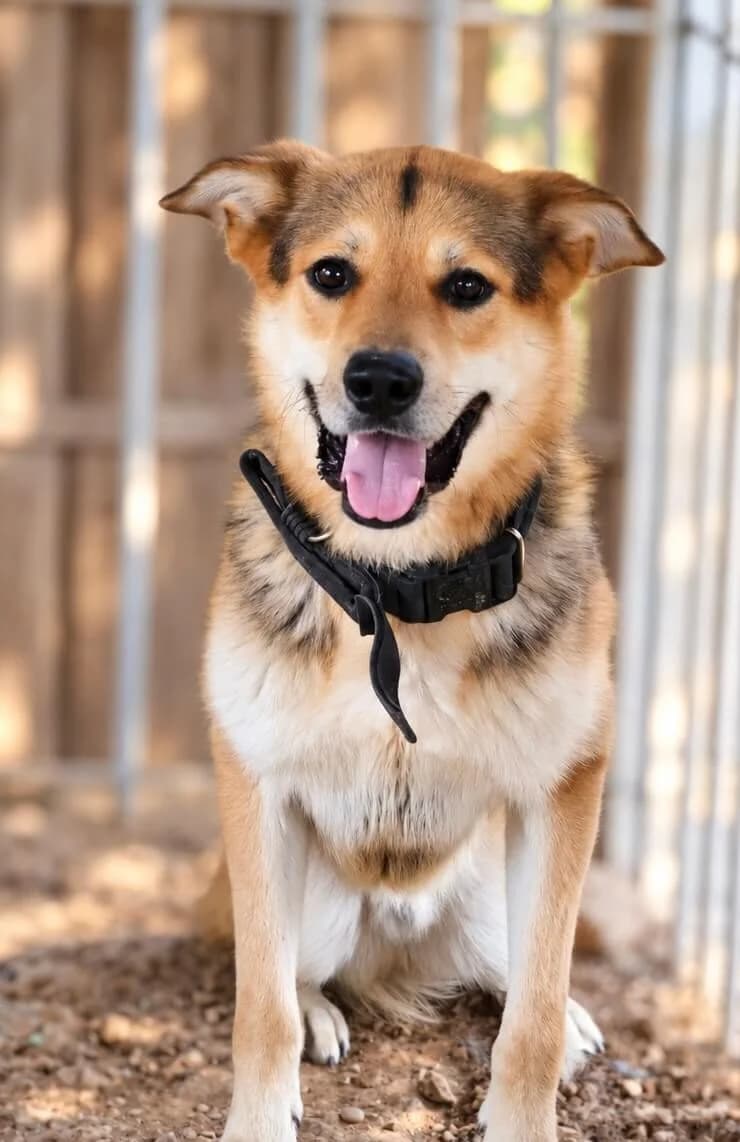 Thanos, male young Mixed Breed for adoption at S.P.A Vauclusienne, Piégon