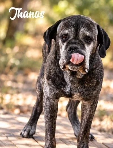 Thanos, male senior Mixed Breed for adoption at S.P.A Vauclusienne, Piégon