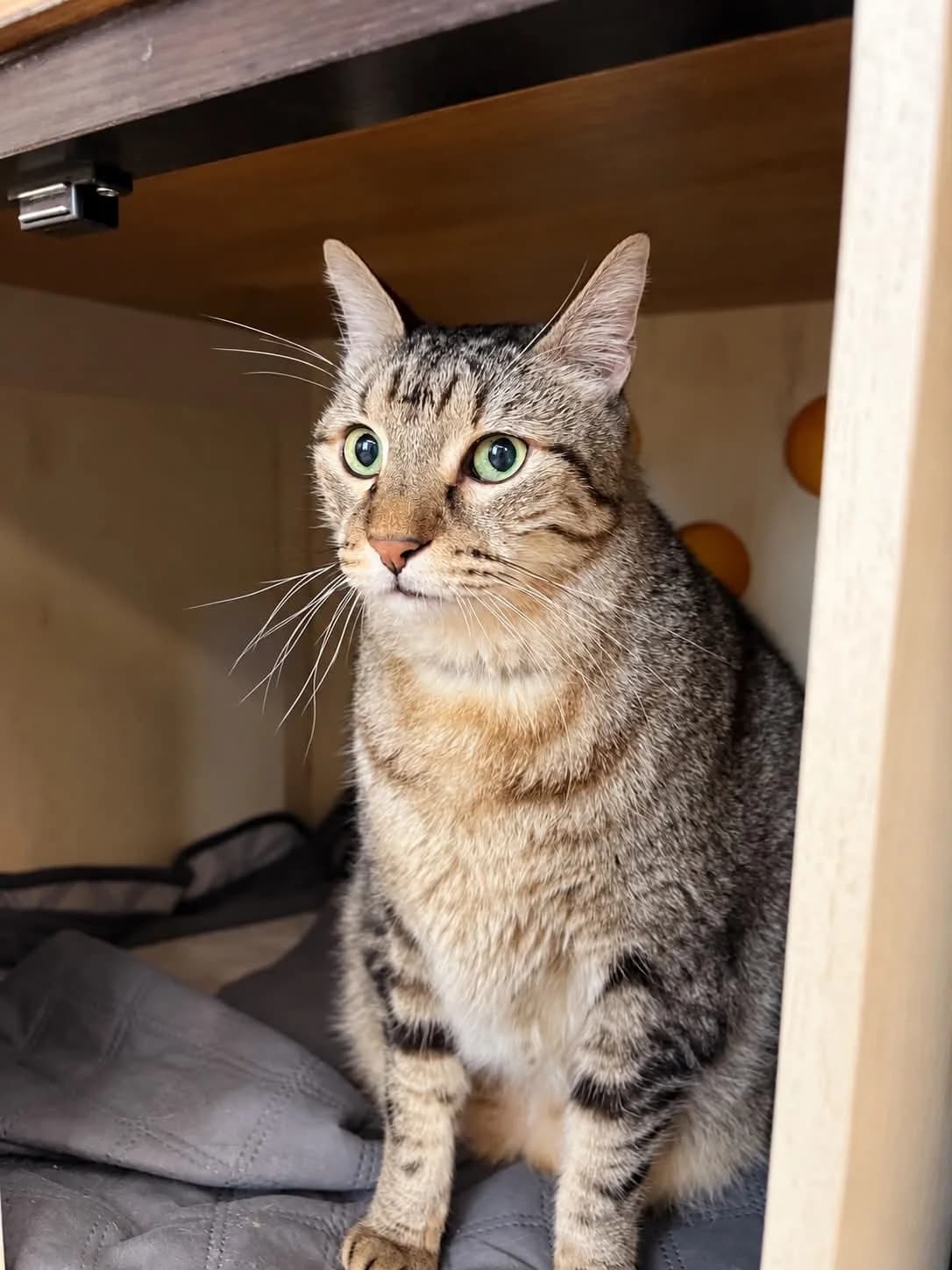 Titom, male senior European Shorthair for adoption at S.P.A Vauclusienne, Piégon
