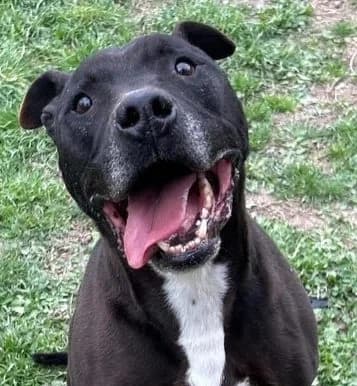 Tyzon, male senior American Staffordshire Terrier for adoption at S.P.A Vauclusienne, Piégon