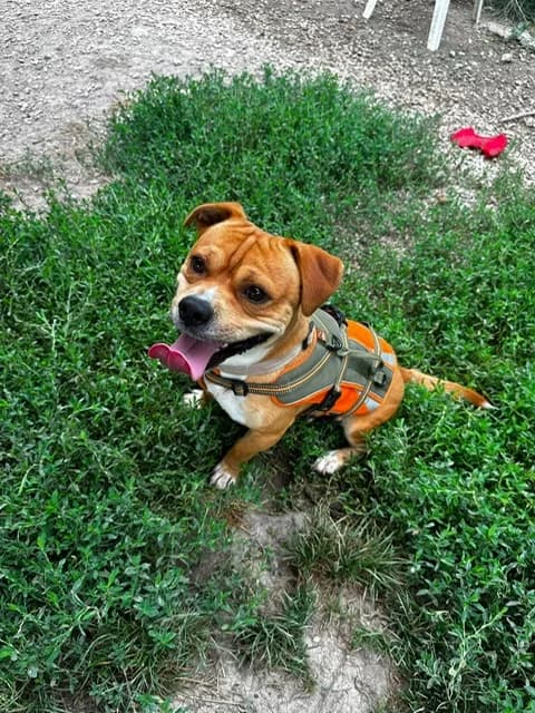 Vaillant, male young Staffordshire Bull Terrier for adoption at S.P.A Vauclusienne, Piégon