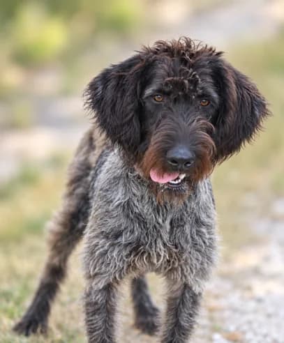 Volte, male puppy Mixed Breed for adoption at S.P.A Vauclusienne, Piégon