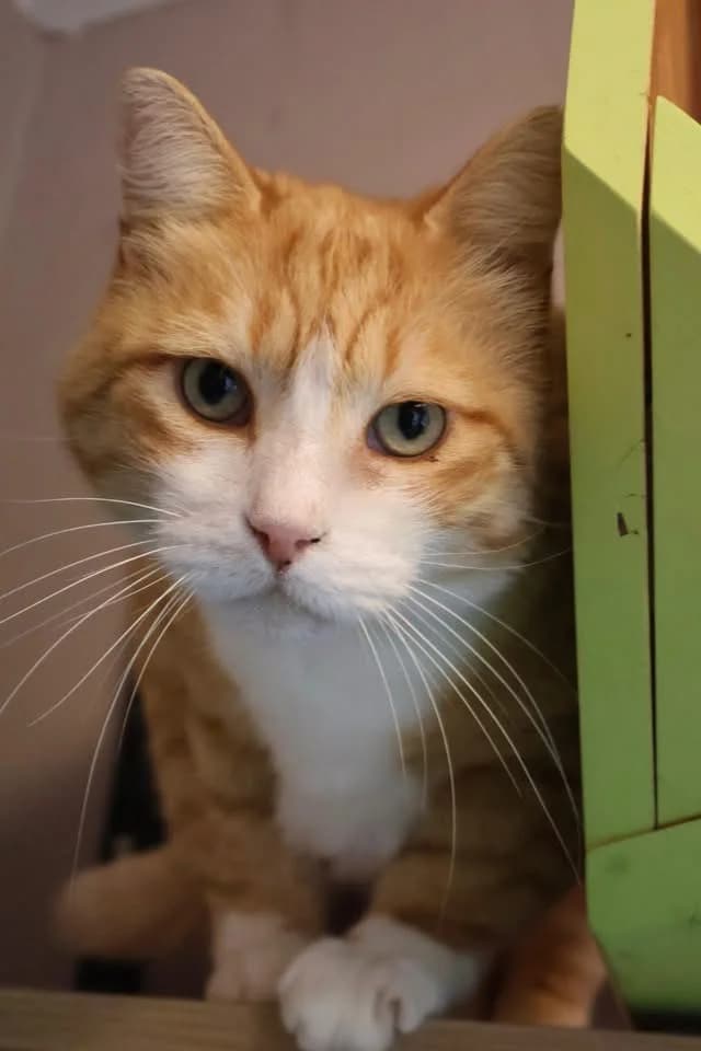 Whisky, male senior European Shorthair for adoption at S.P.A Vauclusienne, Piégon