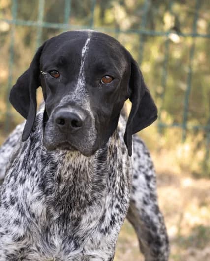 Woody, male young Pointer for adoption at S.P.A Vauclusienne, Piégon