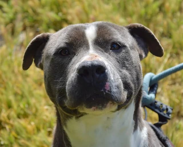 Xena, female 6yo American Staffordshire Terrier for adoption at S.P.A Vauclusienne, Piégon