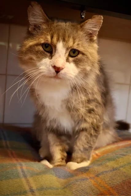 Yogi, male senior European Shorthair for adoption at S.P.A Vauclusienne, Piégon