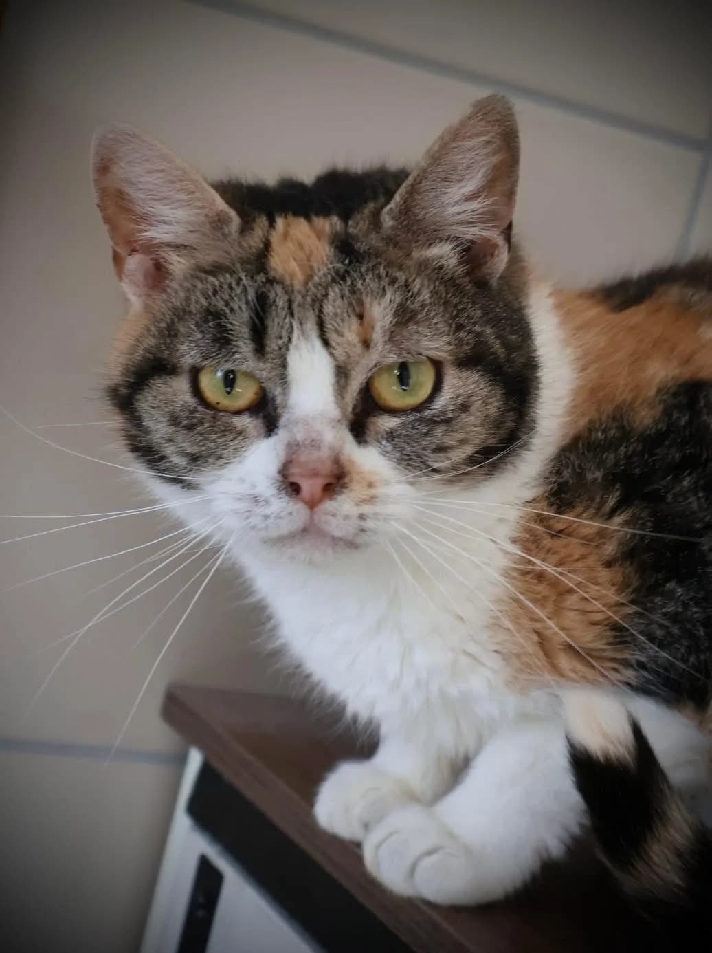 Yuna, female senior European Shorthair for adoption at S.P.A Vauclusienne, Piégon