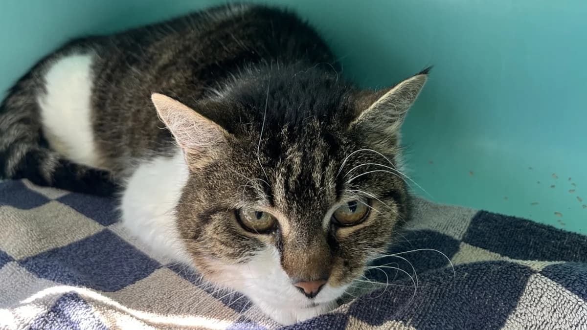 GYPSIE C, female senior mixed breed for adoption at SPA Vaux-le-Pénil, Vaux-le-Pénil