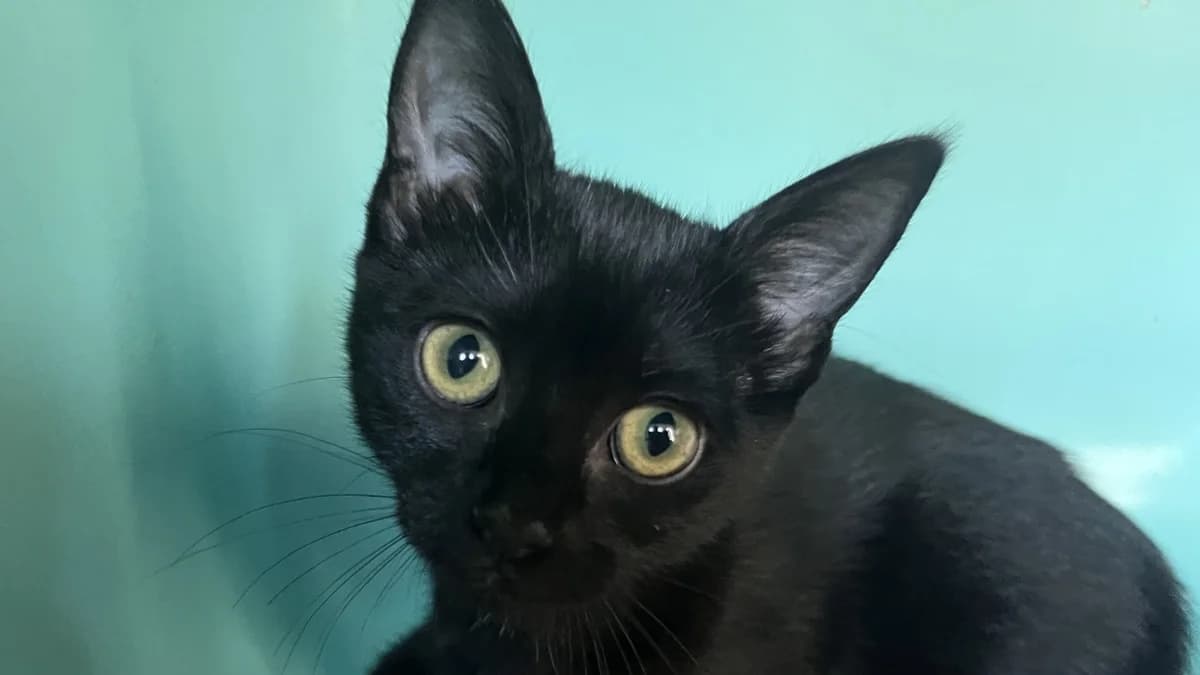 NOVA C, female Mixed Breed for adoption at SPA Vaux-le-Pénil, Vaux-le-Pénil