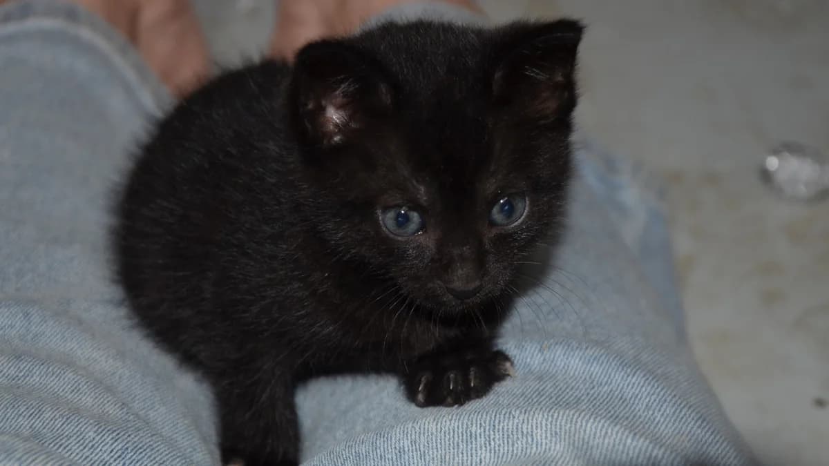 ATCHOUM C, female Mixed Breed for adoption at SPA Vaux-le-Pénil, Vaux-le-Pénil