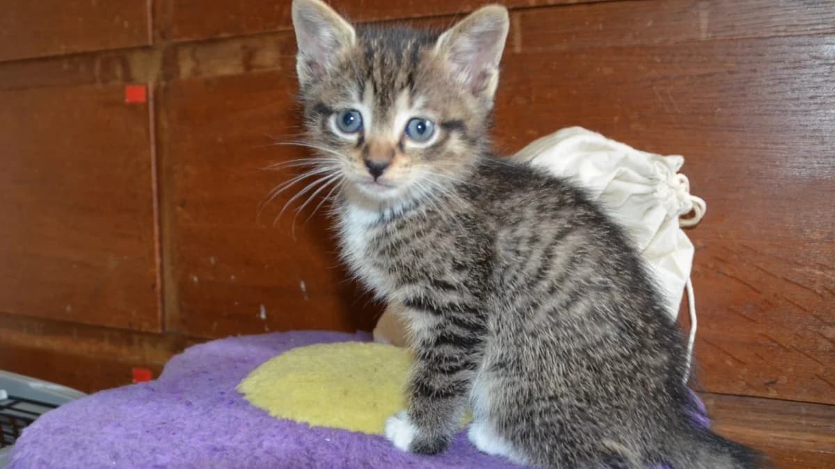 DORMEUSE C, female Mixed Breed for adoption at SPA Vaux-le-Pénil, Vaux-le-Pénil