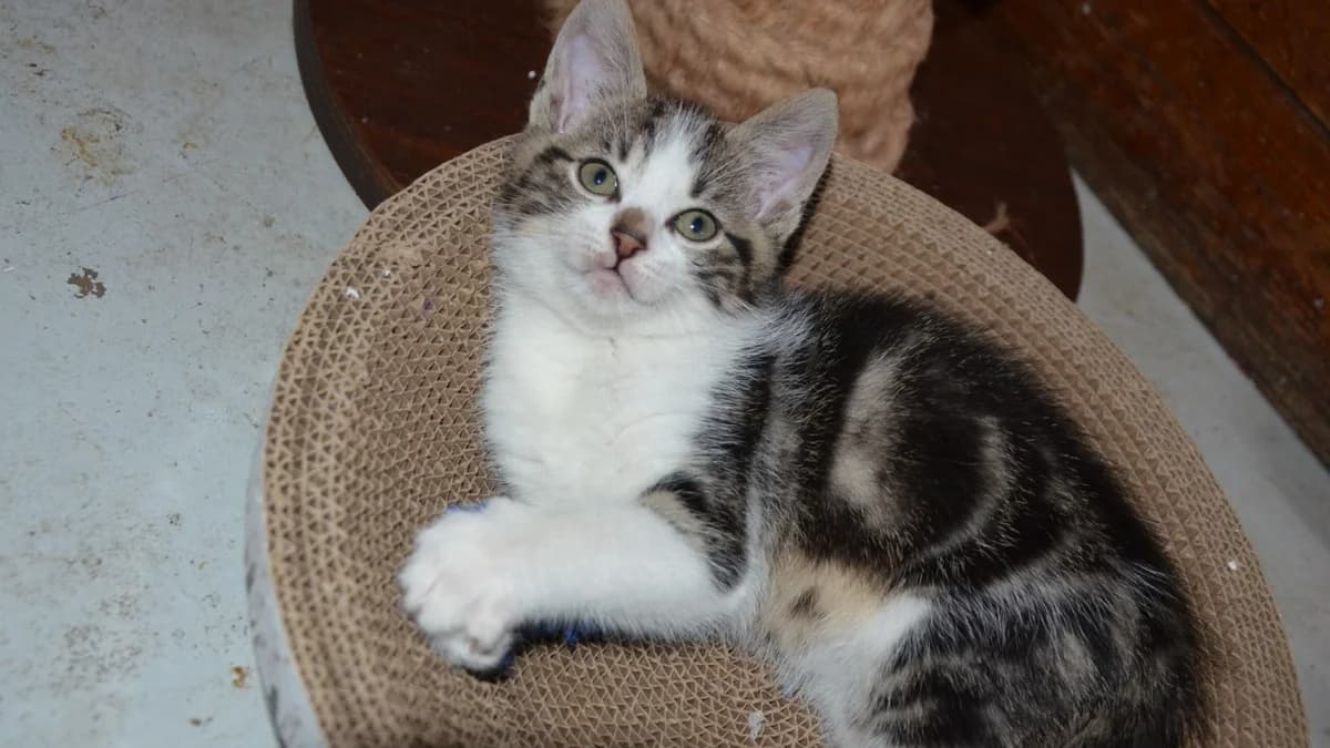 SIMPLET C, male Mixed Breed for adoption at SPA Vaux-le-Pénil, Vaux-le-Pénil
