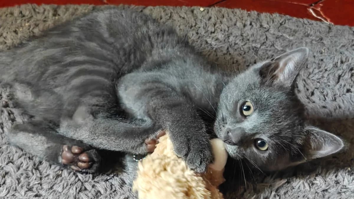MIKE C, male Mixed Breed for adoption at SPA Vaux-le-Pénil, Vaux-le-Pénil