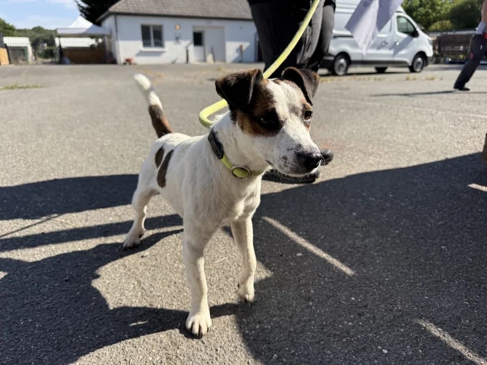 AVNI VAA, male young Jack Russell Terrier for adoption at SPA Vaux-le-Pénil, Vaux-le-Pénil