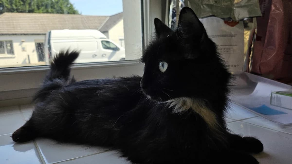 ZEPHYR C, female young Mixed Breed for adoption at SPA Vaux-le-Pénil, Vaux-le-Pénil