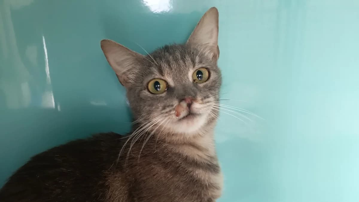 TIFA C, female 6yo Mixed Breed for adoption at SPA Vaux-le-Pénil, Vaux-le-Pénil