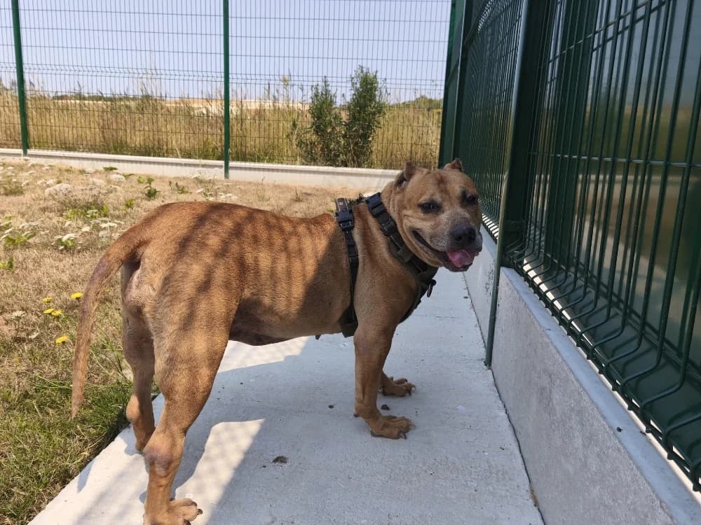 GAIA VAA, female senior Shar Pei for adoption at SPA Vaux-le-Pénil, Vaux-le-Pénil
